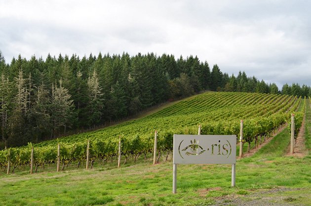 Iris Vineyards in southern Willamette Valley